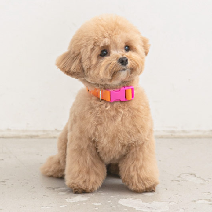 Orange Striped Candy Adjustable Dog Collar Girl Boy Spring 