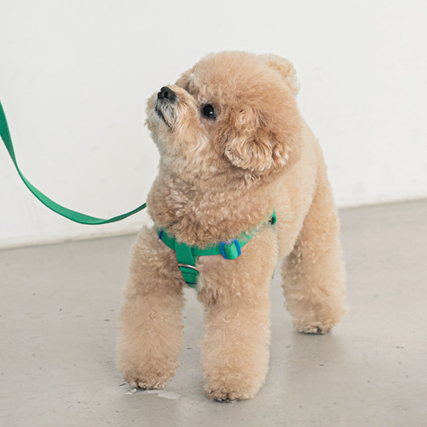 Toy poodle harness sale