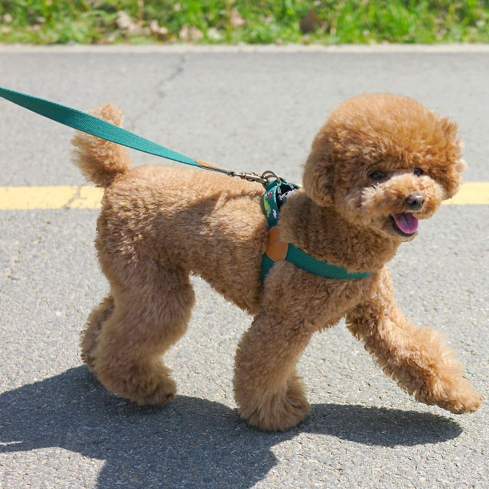 Poodle harness 2025