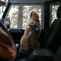 Trip Seat Belt Black
