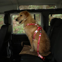 Trip Seat Belt Red
