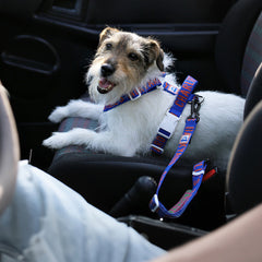 Trip Seat Belt Blue