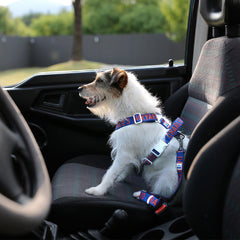 Trip Seat Belt Blue