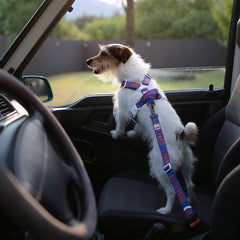 Trip Seat Belt Blue