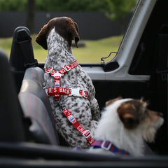 Trip Seat Belt Red
