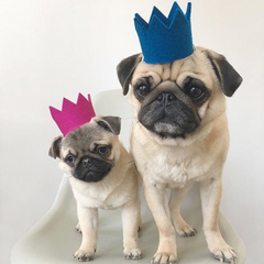 Party Beast Dog Crown Blue