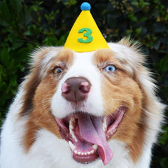 Numbered Dog Pawty Hat