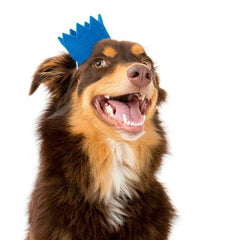 Party Beast Dog Crown Blue