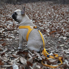 Buckle-Up Easy Harness Yellow