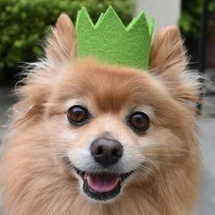 Party Beast Dog Crown Green