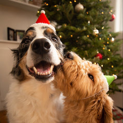Holiday Dog Hat Santa