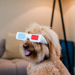 Hollywoof Cinema Dog Toy - 3Dog Glasses