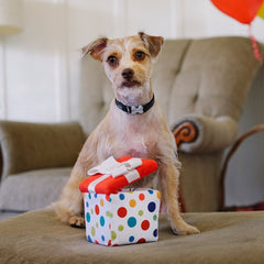 Party Time - Pawfect Present Dog Toy